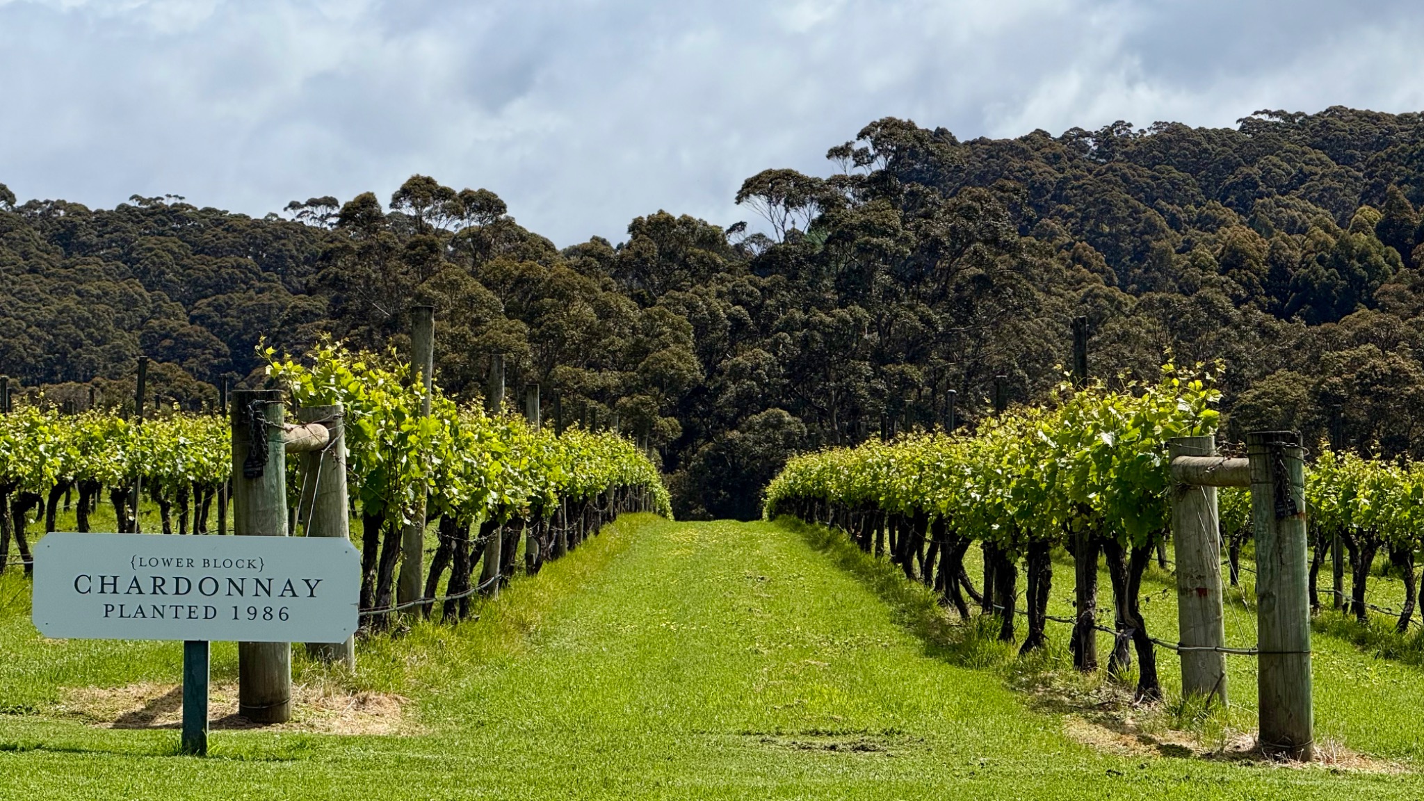 Chardonnay vineyard rows beneath forested hills in Denmark