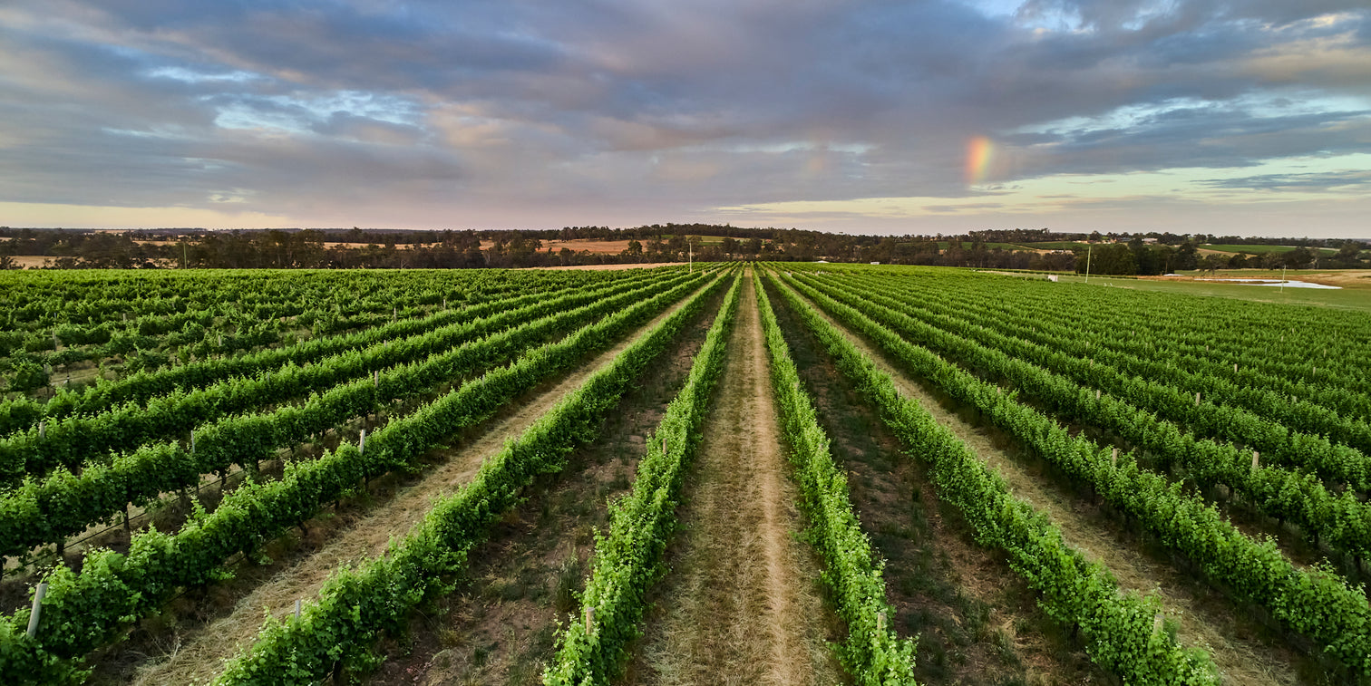Alkoomi vineyard rows in Frankland River beneath an evening sky and a faint rainbow